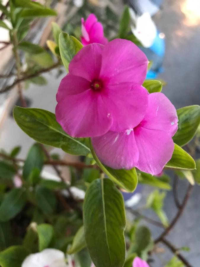 B&B Flora Πιάτσα Αρμερίνα Εξωτερικό φωτογραφία